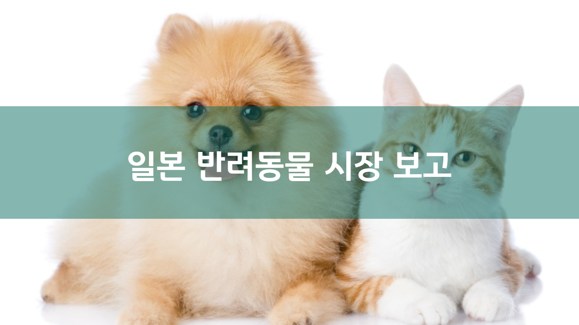 일본 반려동물 시장 분석: 2028년 2조 엔 전망 및 한국 기업 진출 전략 | AAMOND Global